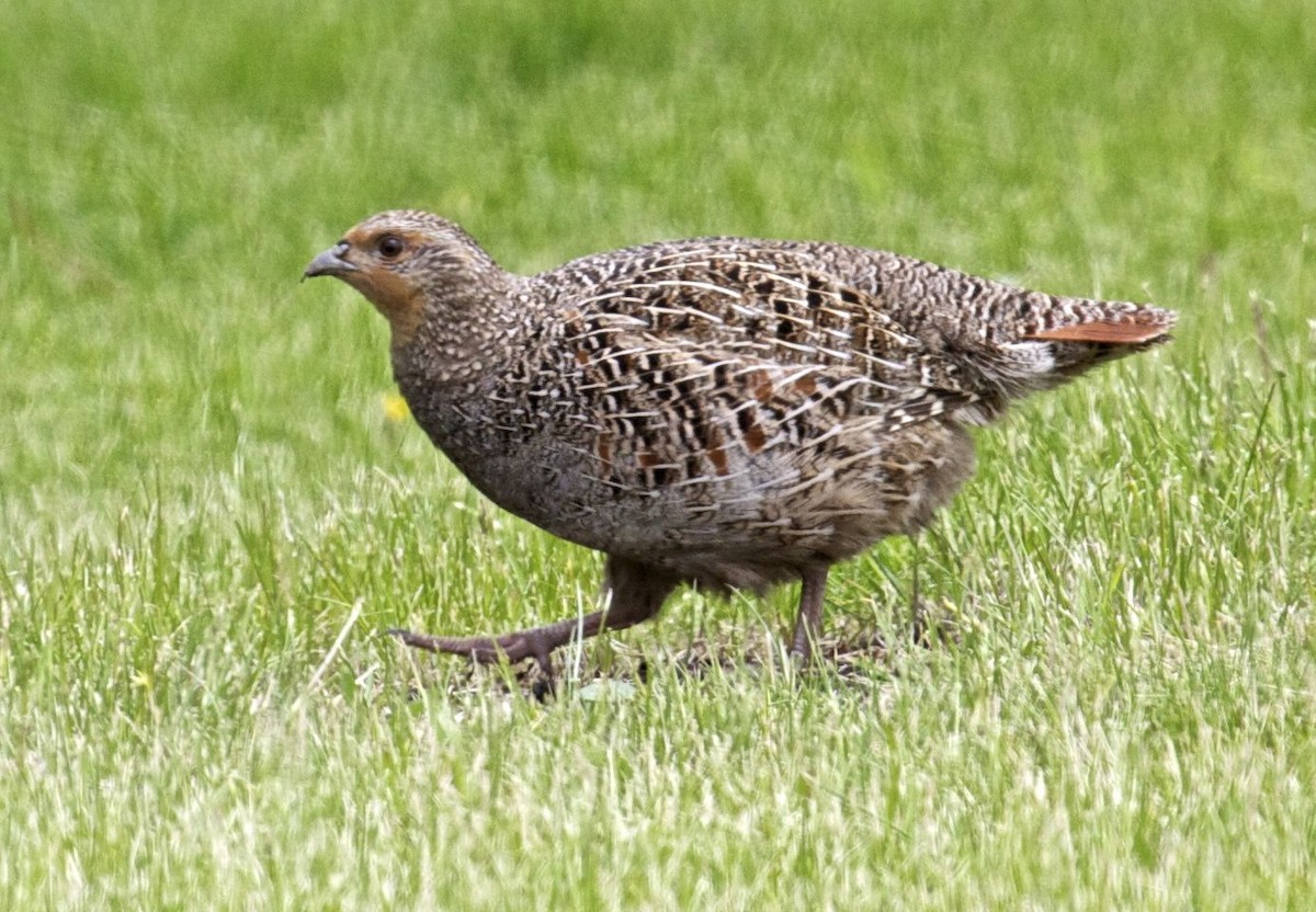 Gray Partridge - Ken Havard