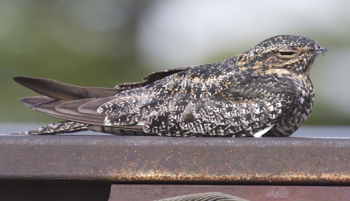 Common Nighthawk - Ken Havard