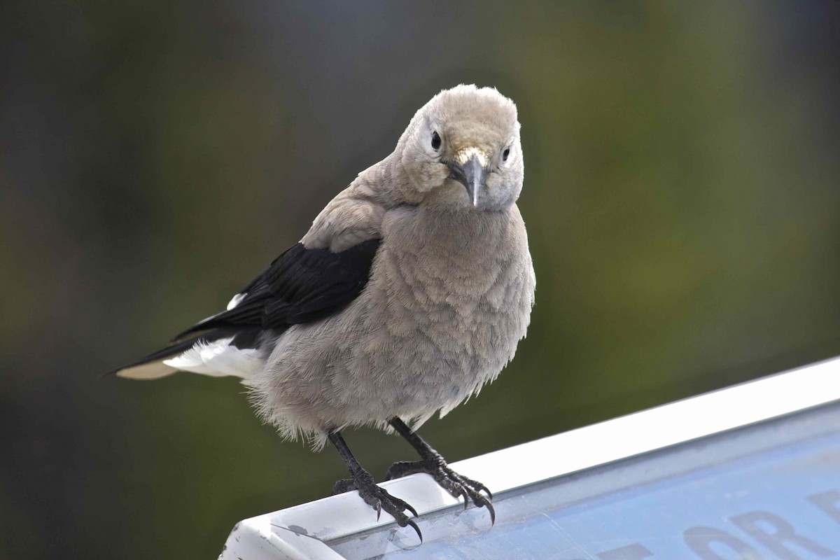 Clark's Nutcracker - ML204465491