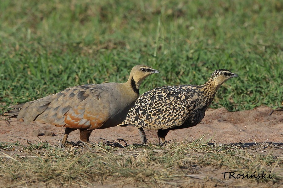 Yellow-throated Sandgrouse - ML204465601