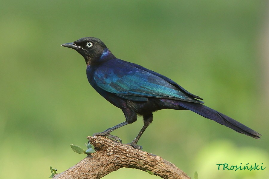 Rüppell's Starling - Tadeusz Rosinski