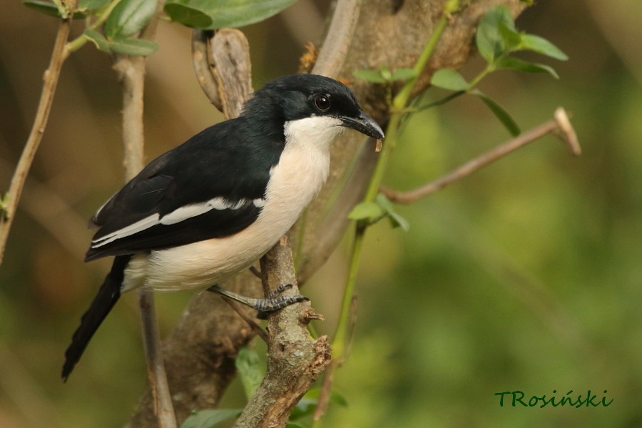 Tropical Boubou - Tadeusz Rosinski