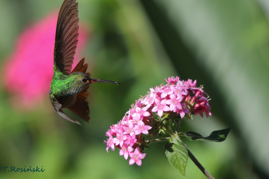 Rufous-tailed Hummingbird - Tadeusz Rosinski