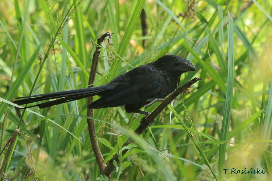 Groove-billed Ani - ML204465831