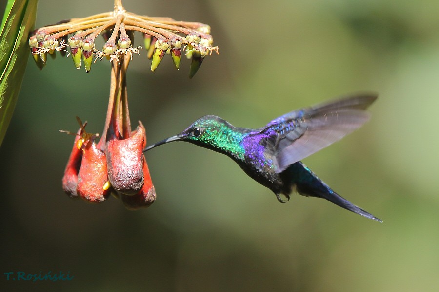 kolibřík vidloocasý - ML204466011