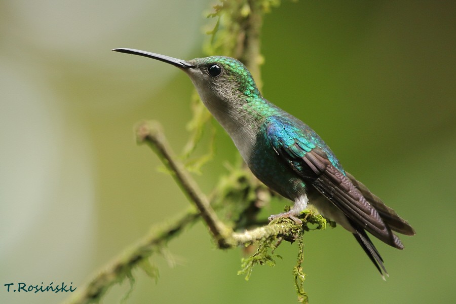 kolibřík vidloocasý - ML204466071