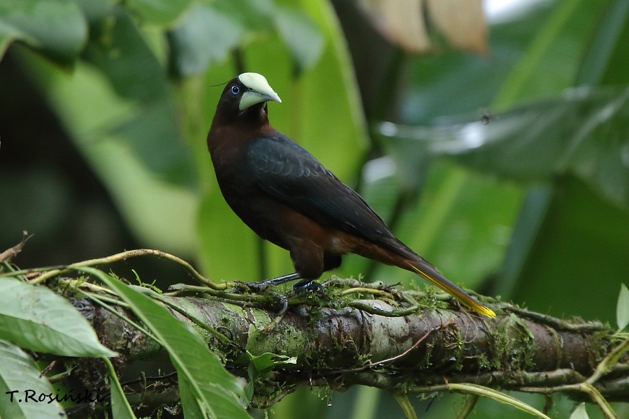 Chestnut-headed Oropendola - ML204466131