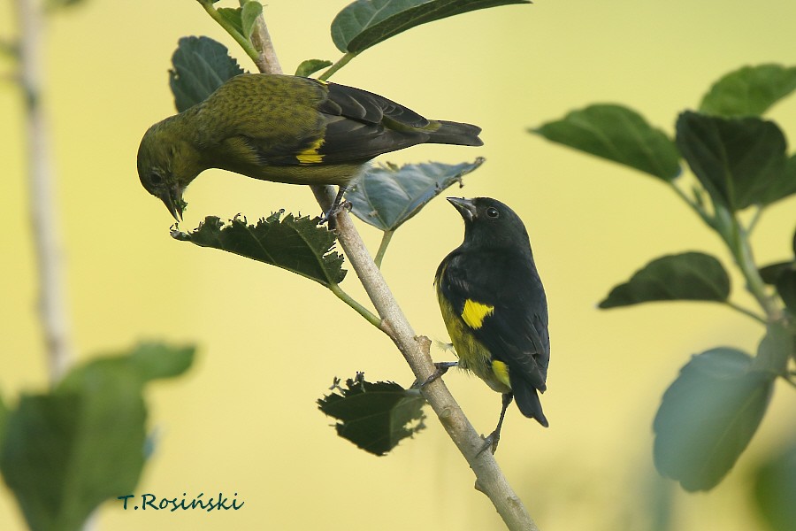 Yellow-bellied Siskin - ML204466191