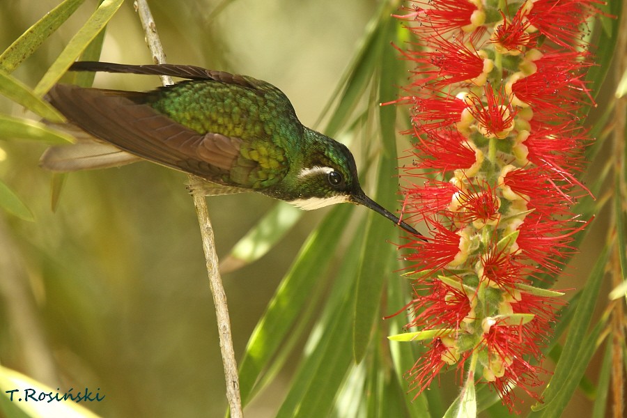 White-throated Mountain-gem (Gray-tailed) - ML204466201