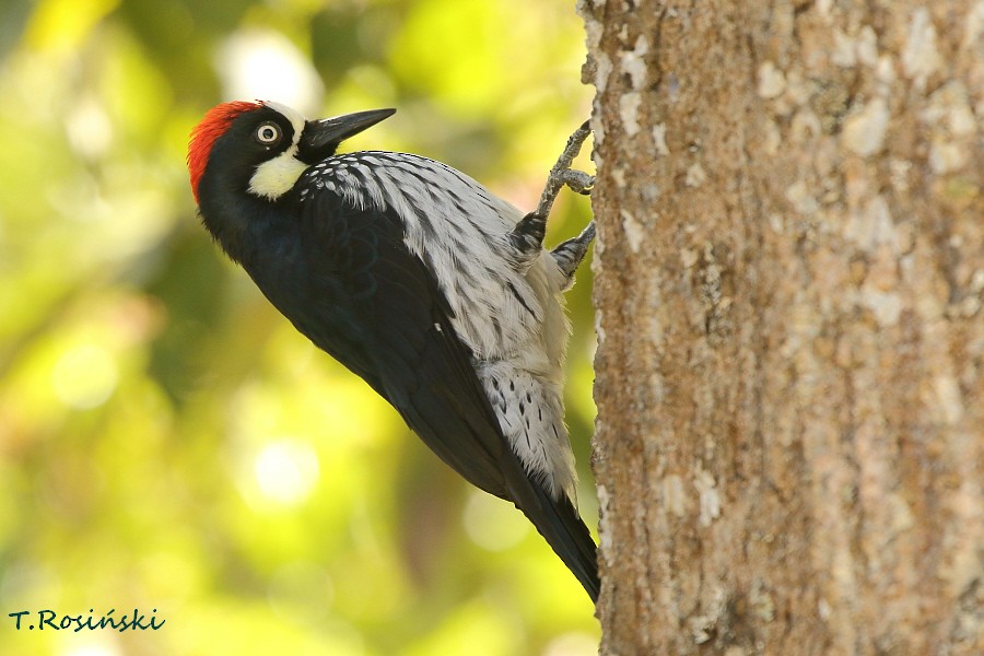 Acorn Woodpecker - ML204466211