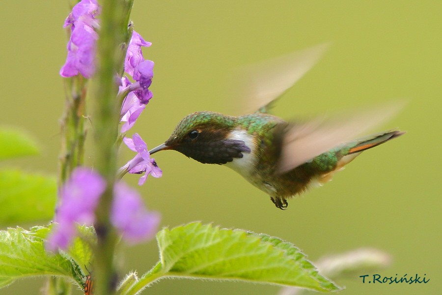 Volcano Hummingbird - ML204466221