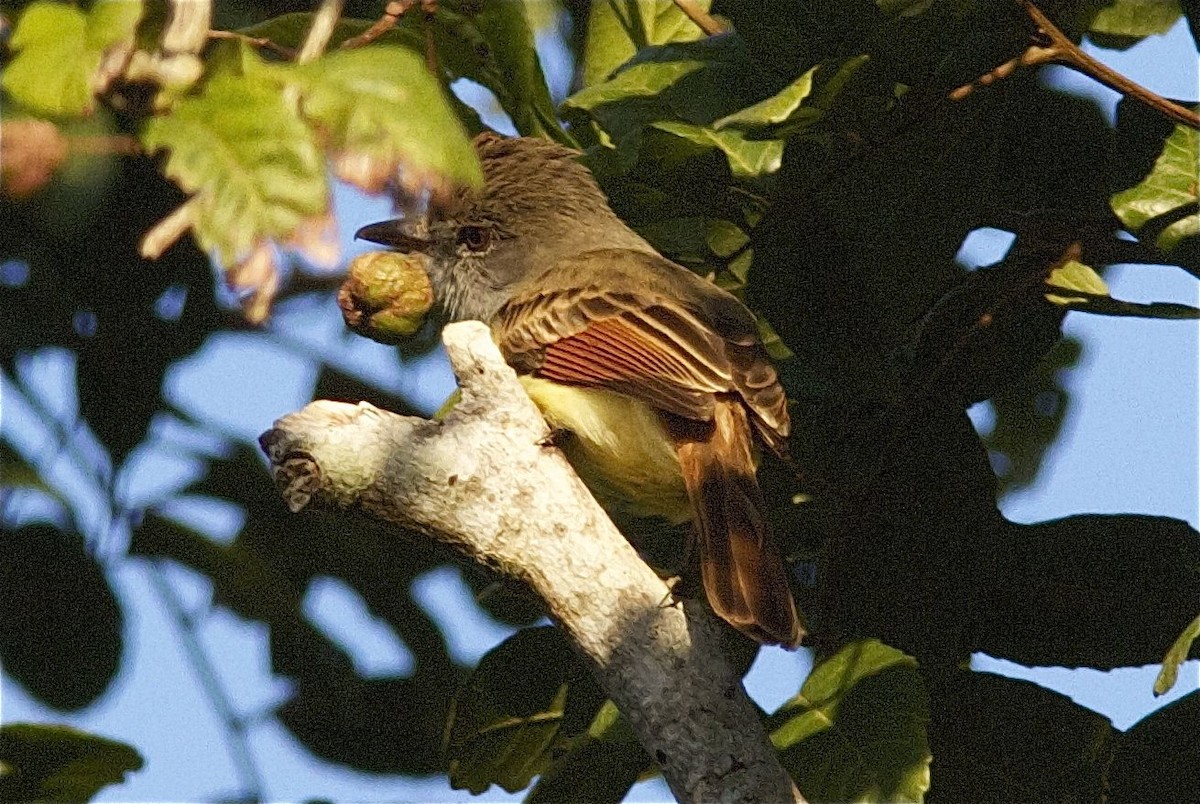 Rufous-tailed Flycatcher - ML204466881