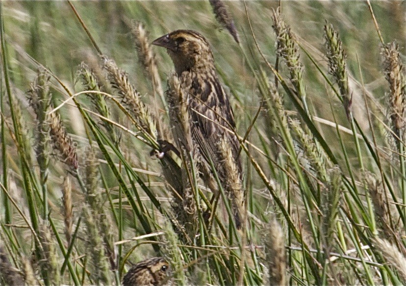 Fan-tailed Widowbird - Ken Havard