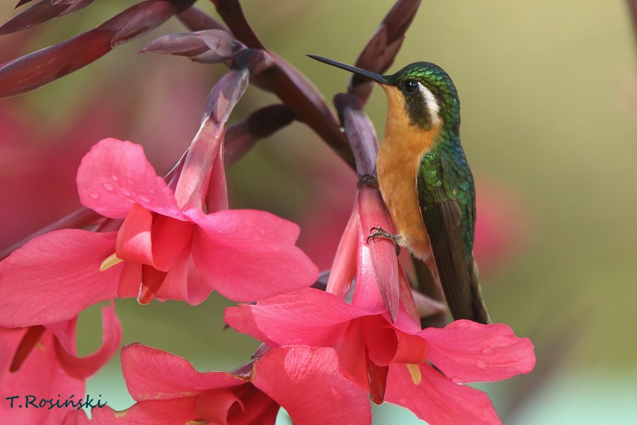 kolibřík pokřovní (ssp. cinereicauda) - ML204468061