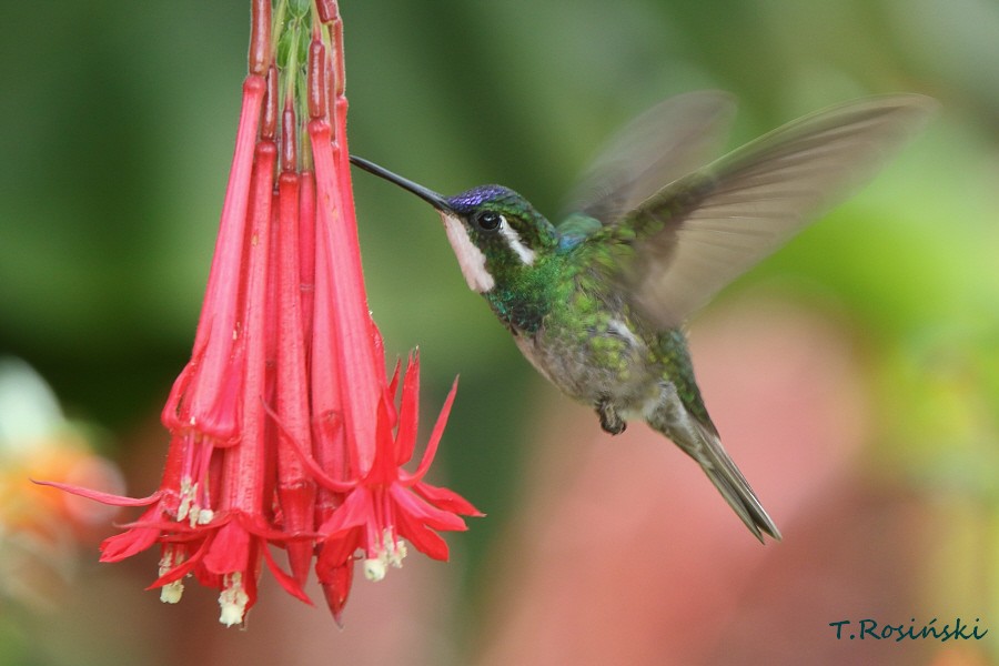 White-throated Mountain-gem (Gray-tailed) - ML204468071