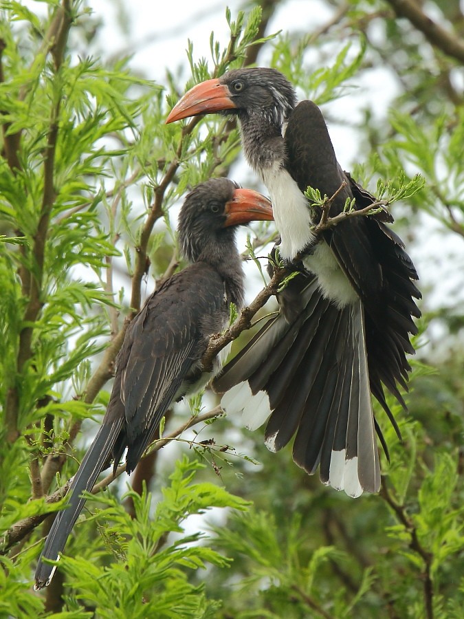 Crowned Hornbill - ML204468221