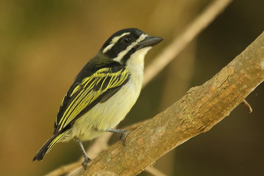 Küçük Maskeli Cüce Barbet [bilineatus grubu] - ML204468251