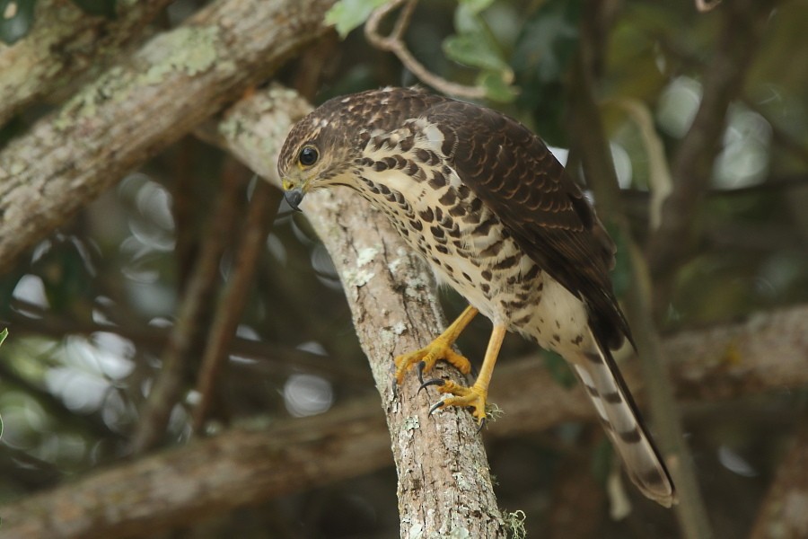 African Goshawk (Southern) - ML204468271