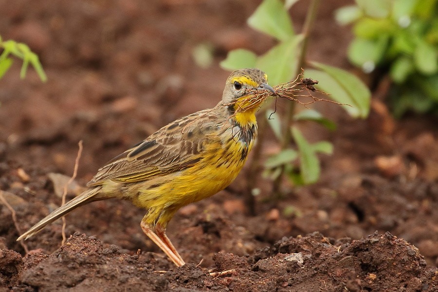 Yellow-throated Longclaw - ML204468331