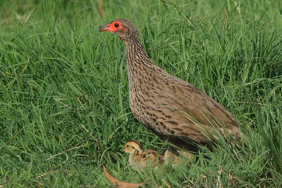 Swainson's Spurfowl - ML204468411