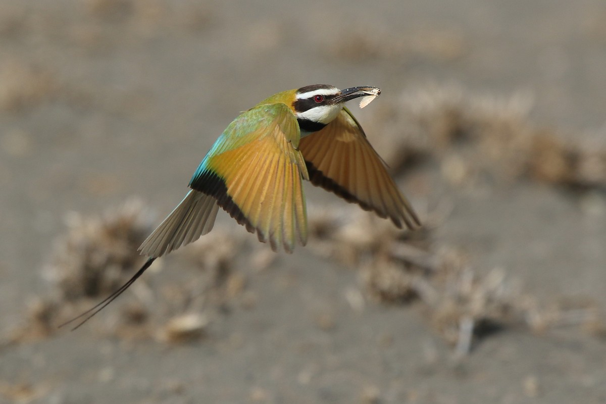 White-throated Bee-eater - Tadeusz Rosinski