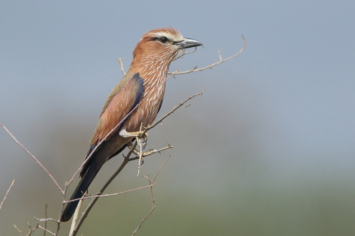 Rufous-crowned Roller - ML204468511