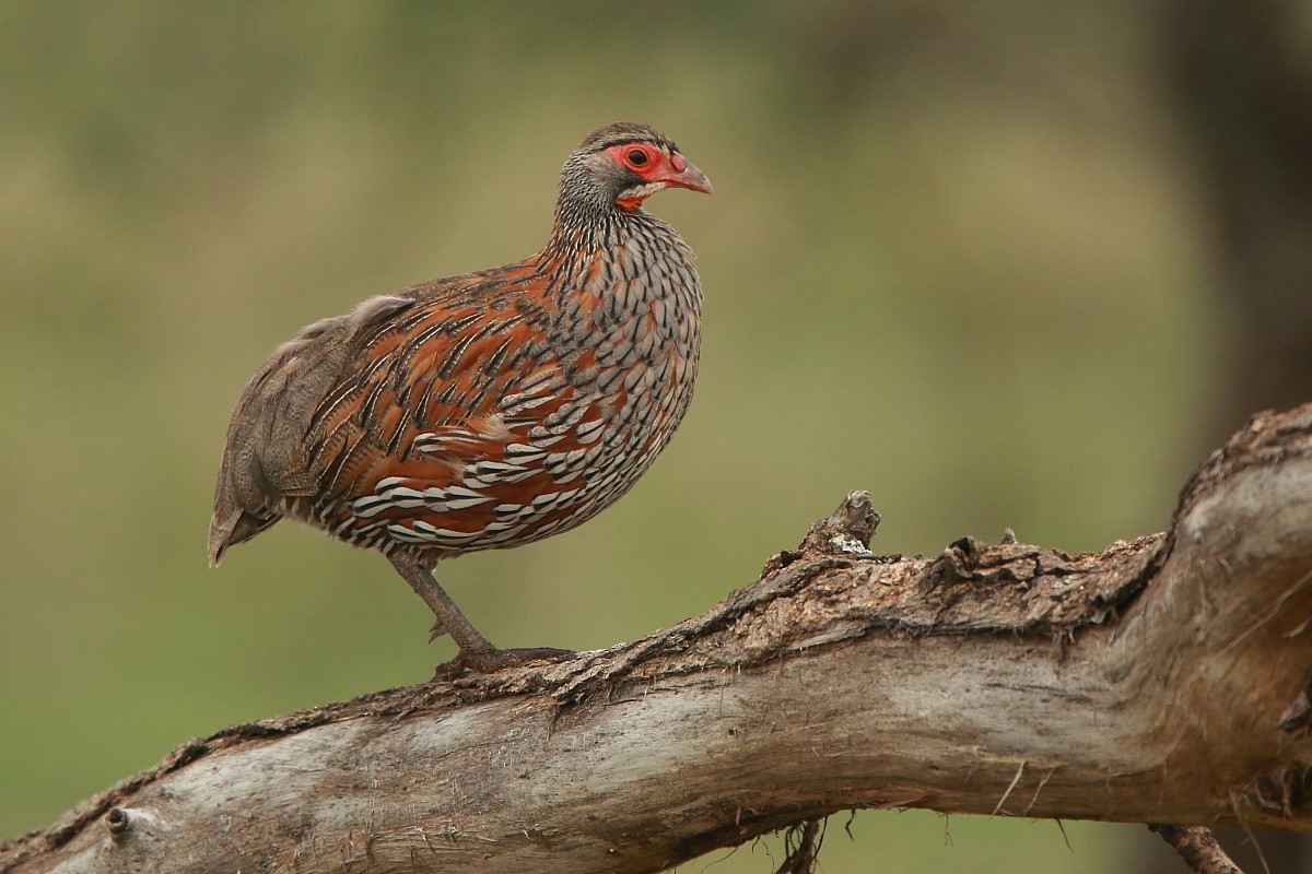 Francolin à poitrine grise - ML204468561