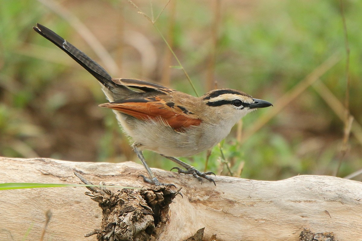 Brown-crowned Tchagra - ML204468581