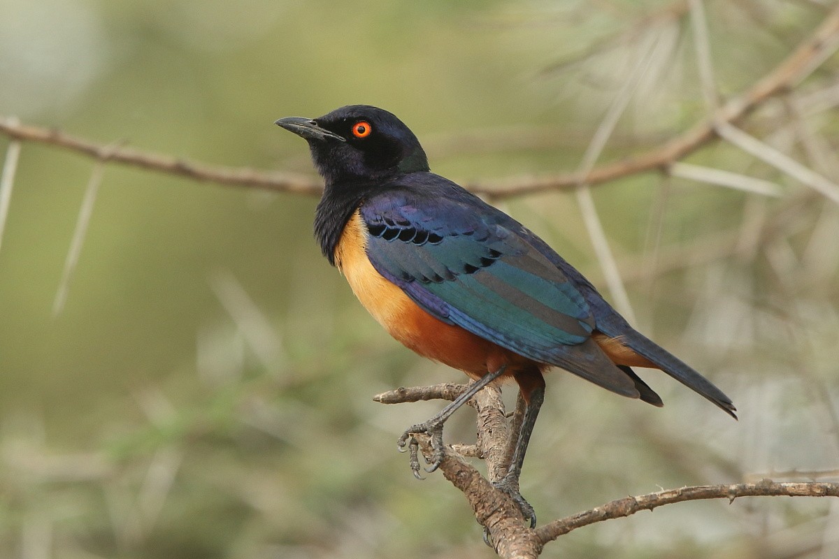 Hildebrandt's Starling - Tadeusz Rosinski