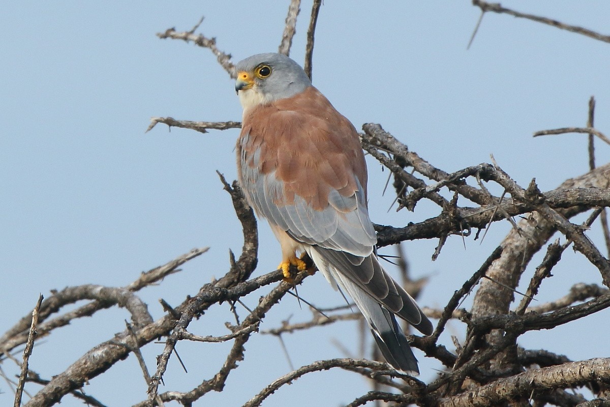 Lesser Kestrel - ML204468601