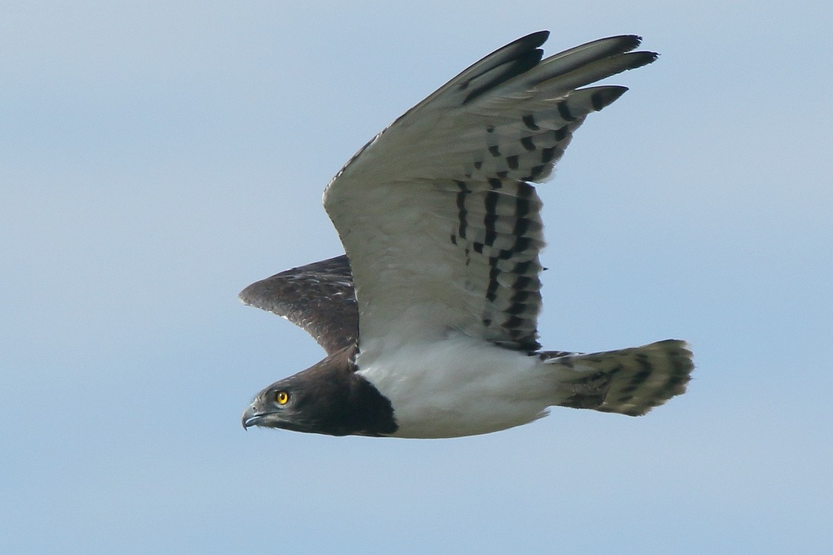 Black-chested Snake-Eagle - ML204468611