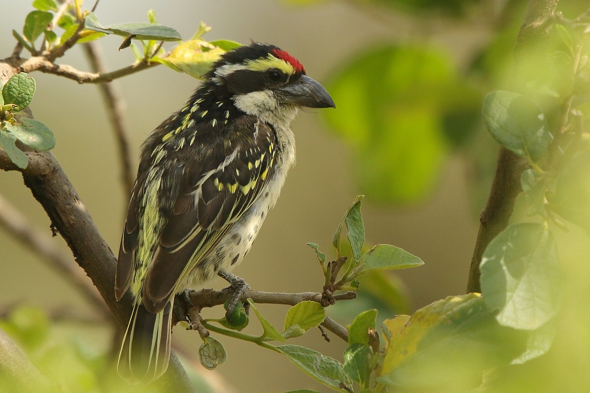 Red-fronted Barbet - Tadeusz Rosinski