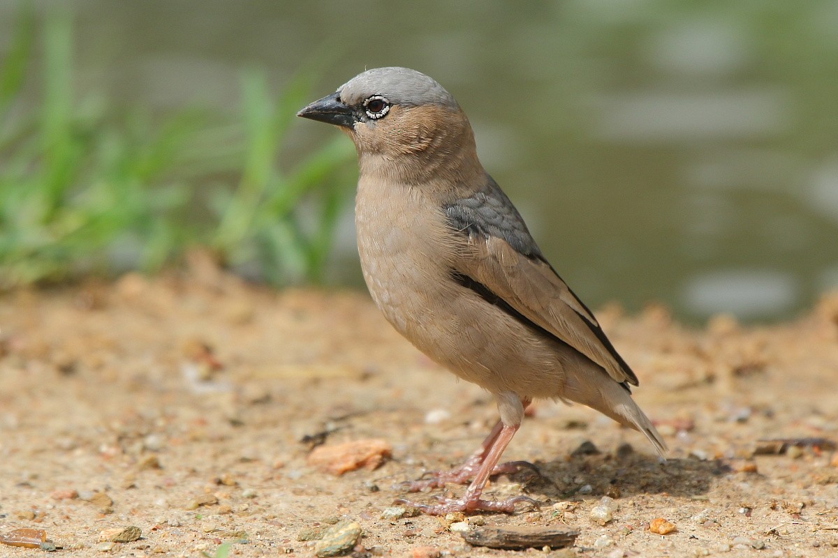 Gray-headed Social-Weaver - ML204468631