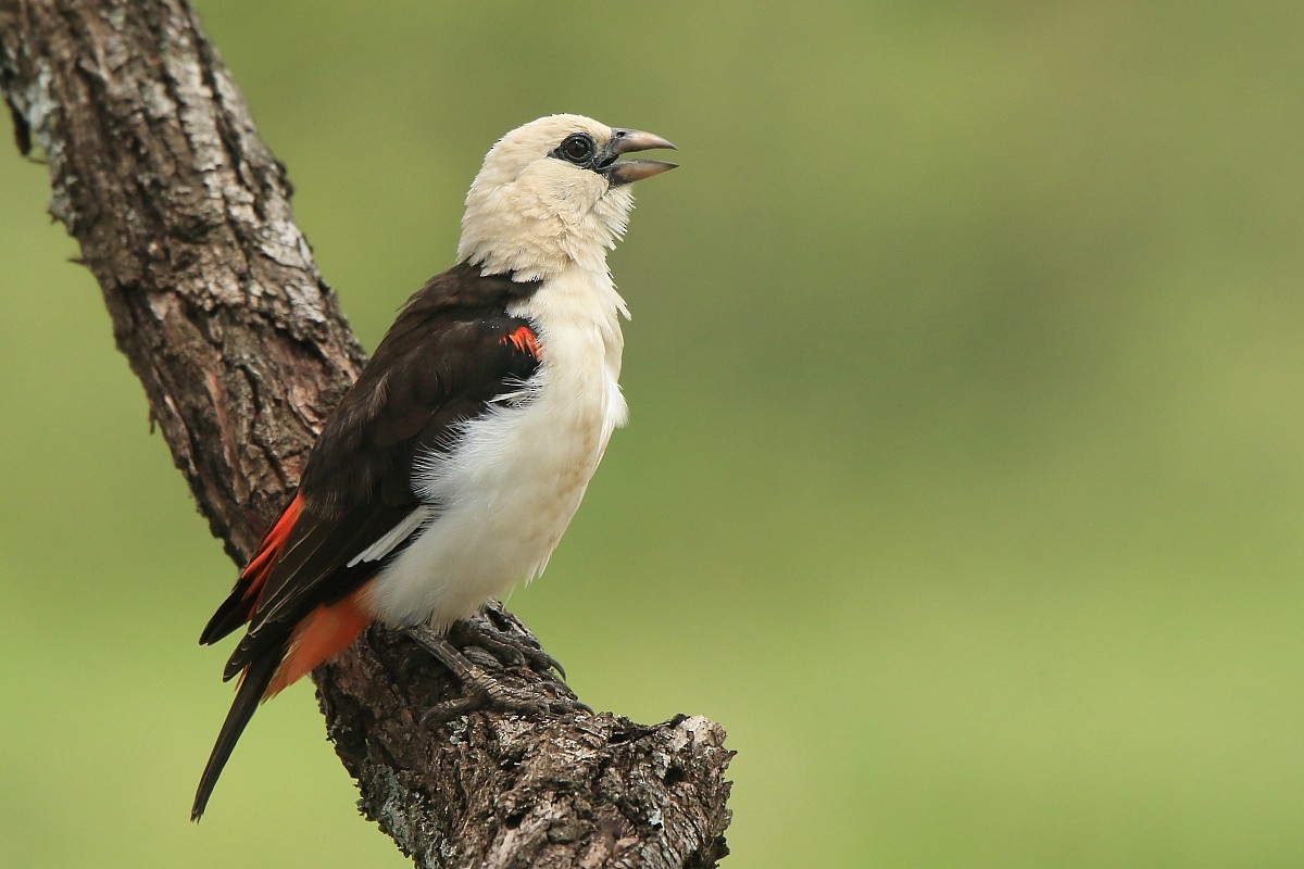 White-headed Buffalo-Weaver - ML204468641