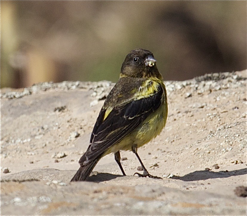 Ethiopian Siskin - Ken Havard