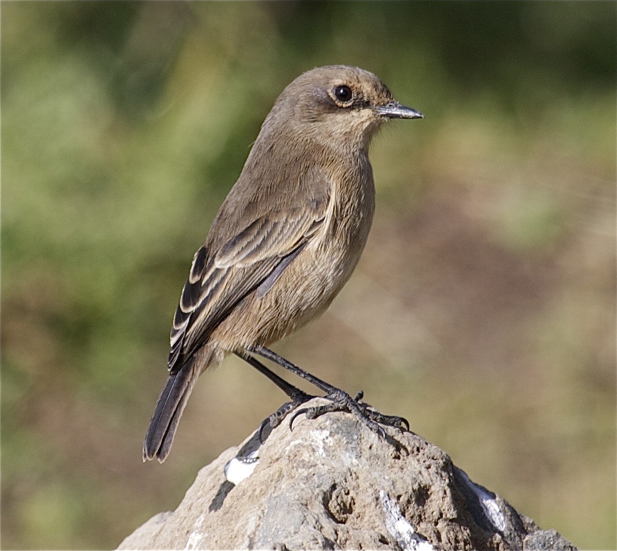 Moorland Chat (Abyssinian) - Ken Havard