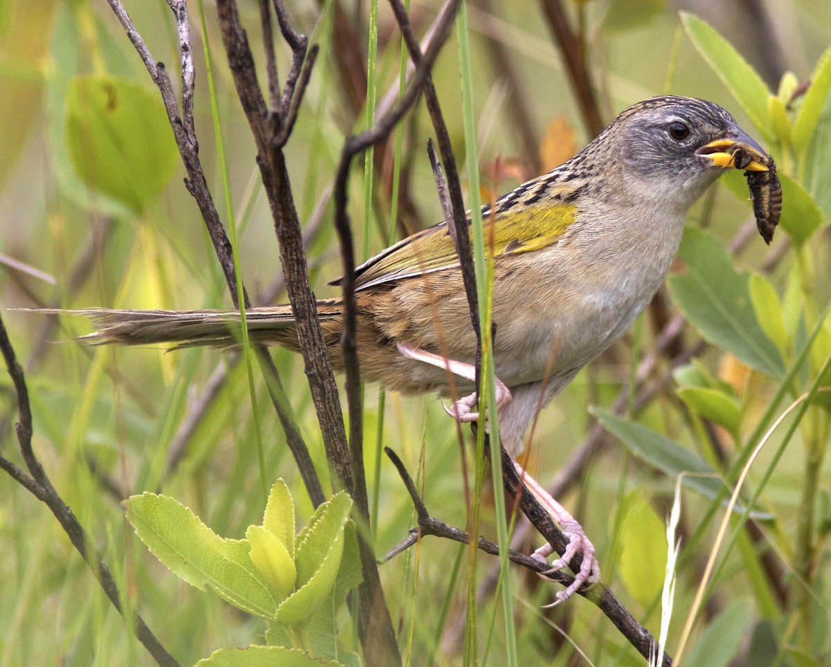 Lesser Grass-Finch - Ken Havard