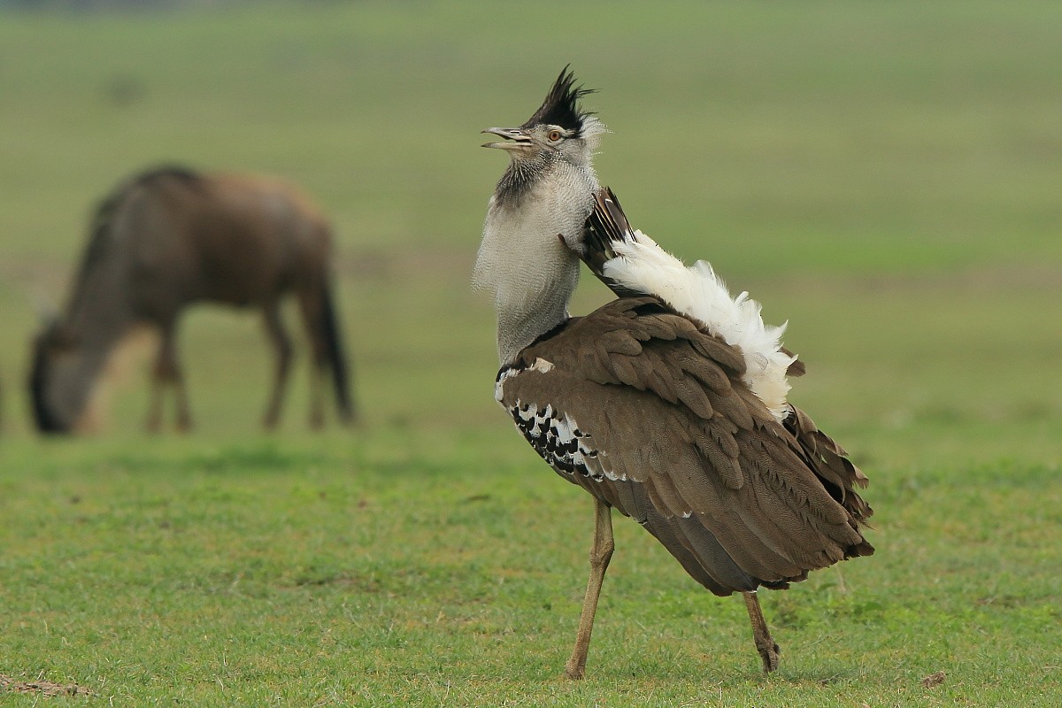 Kori Bustard - ML204470401