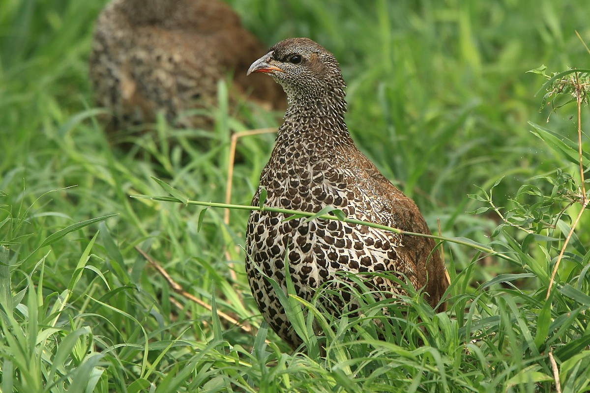 Hildebrandt's Spurfowl - Tadeusz Rosinski