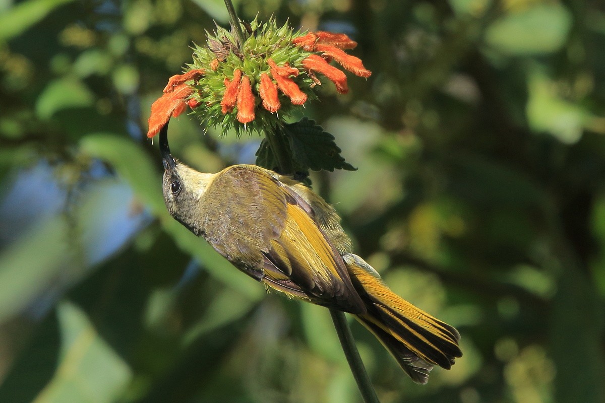 Golden-winged Sunbird - Tadeusz Rosinski