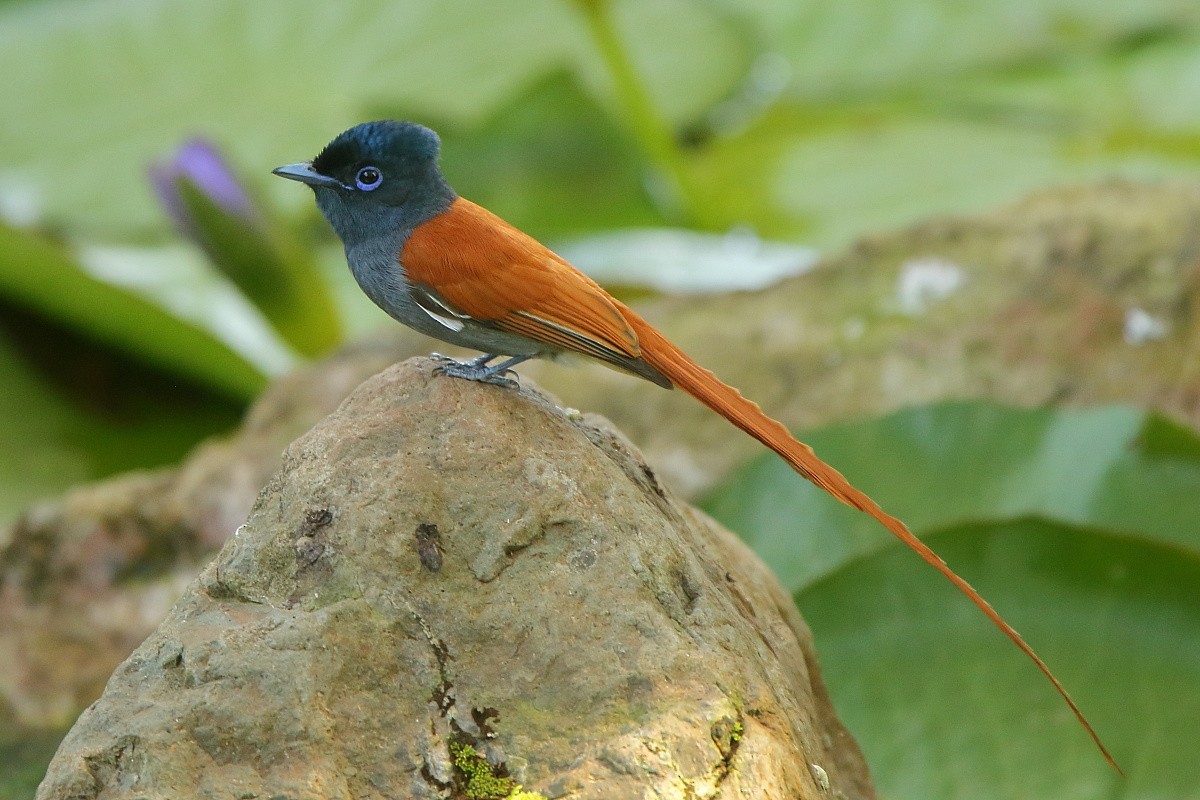 African Paradise-Flycatcher - Tadeusz Rosinski