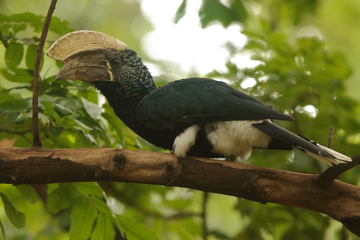 Silvery-cheeked Hornbill - ML204470491