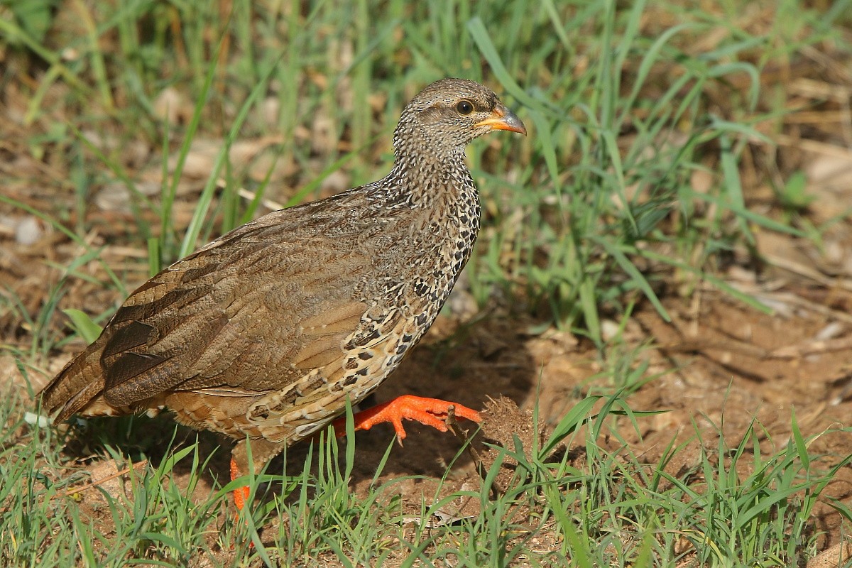 Hildebrandt's Spurfowl - ML204470501