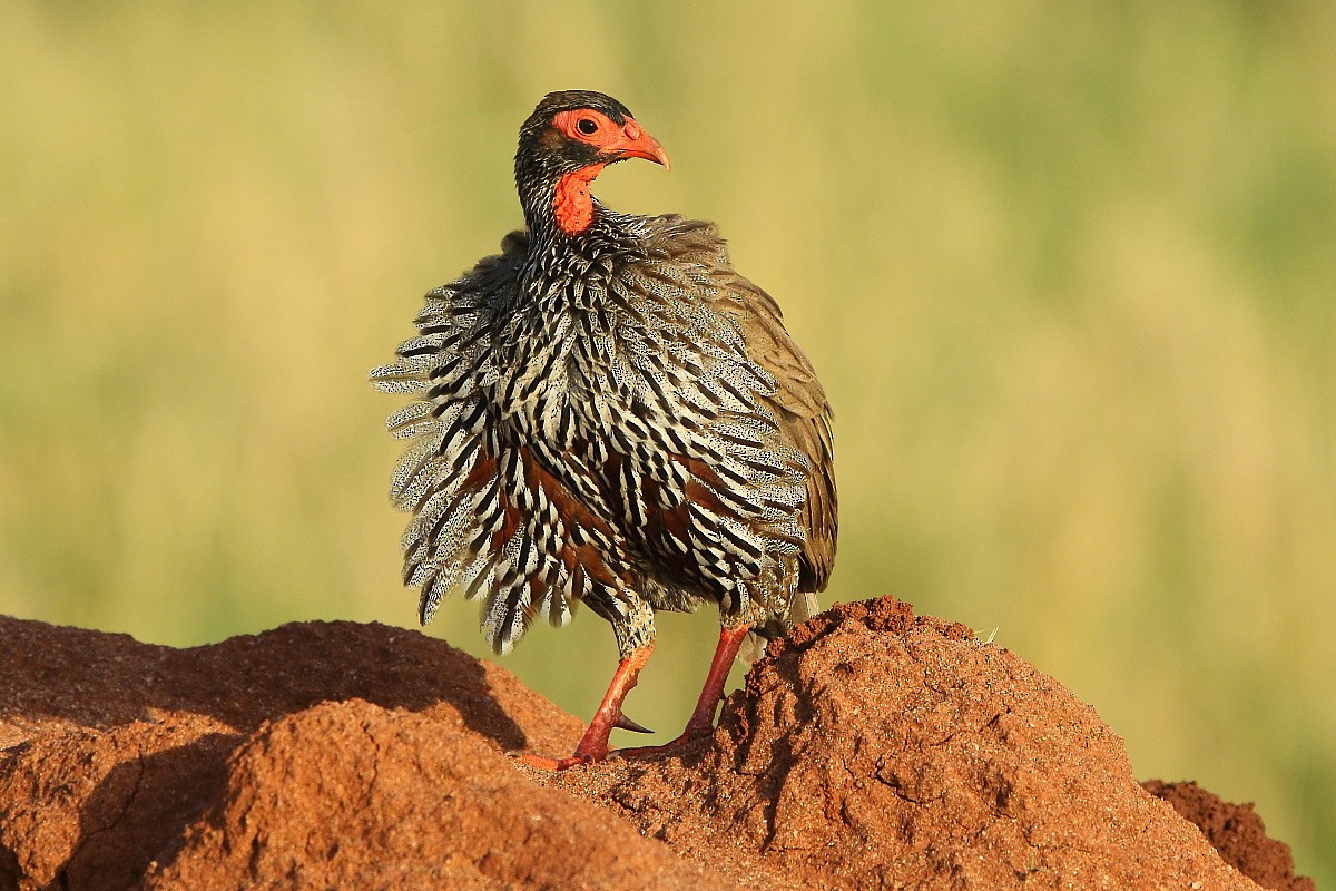 Red-necked Spurfowl (Cranch's) - ML204470561