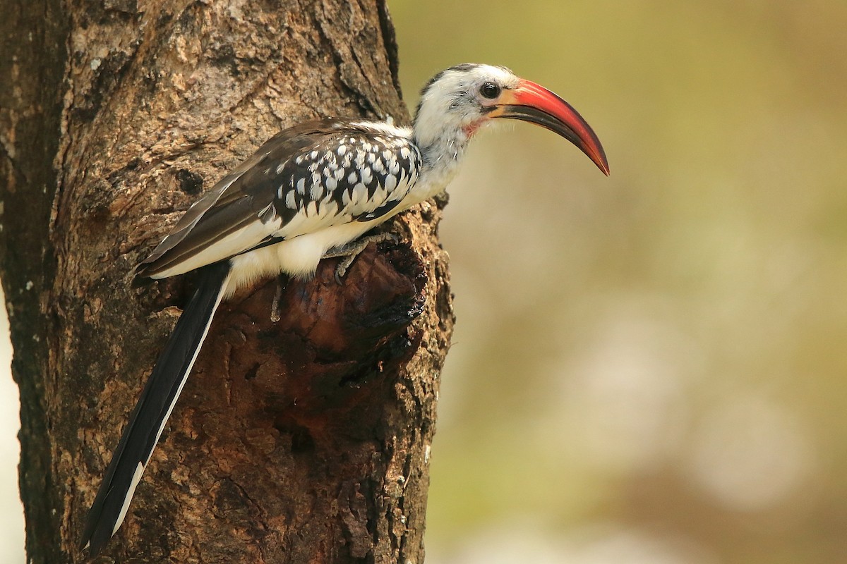 Northern Red-billed Hornbill - Tadeusz Rosinski