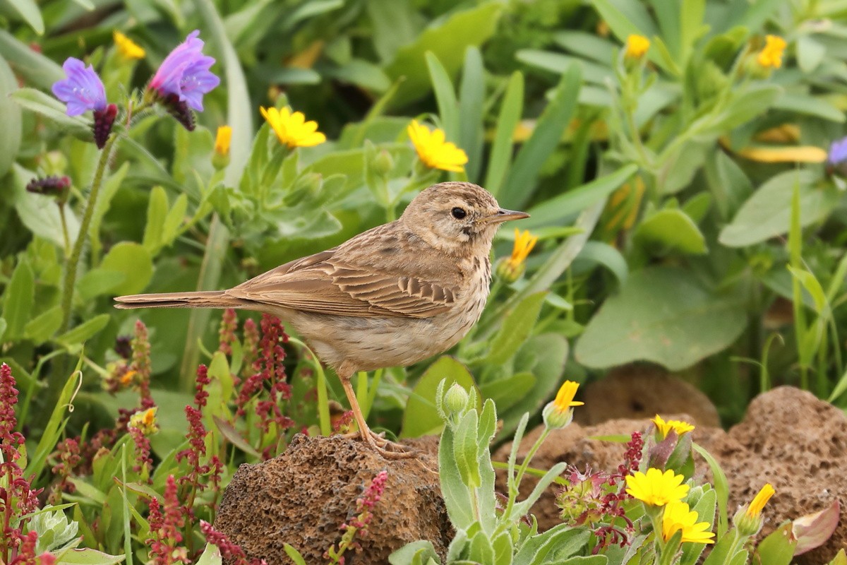 Berthelot's Pipit - ML204470661