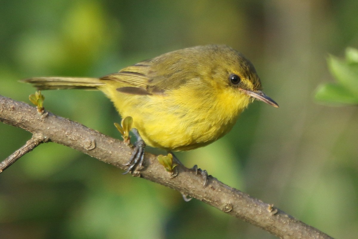 Mountain Yellow-Warbler - Tadeusz Rosinski