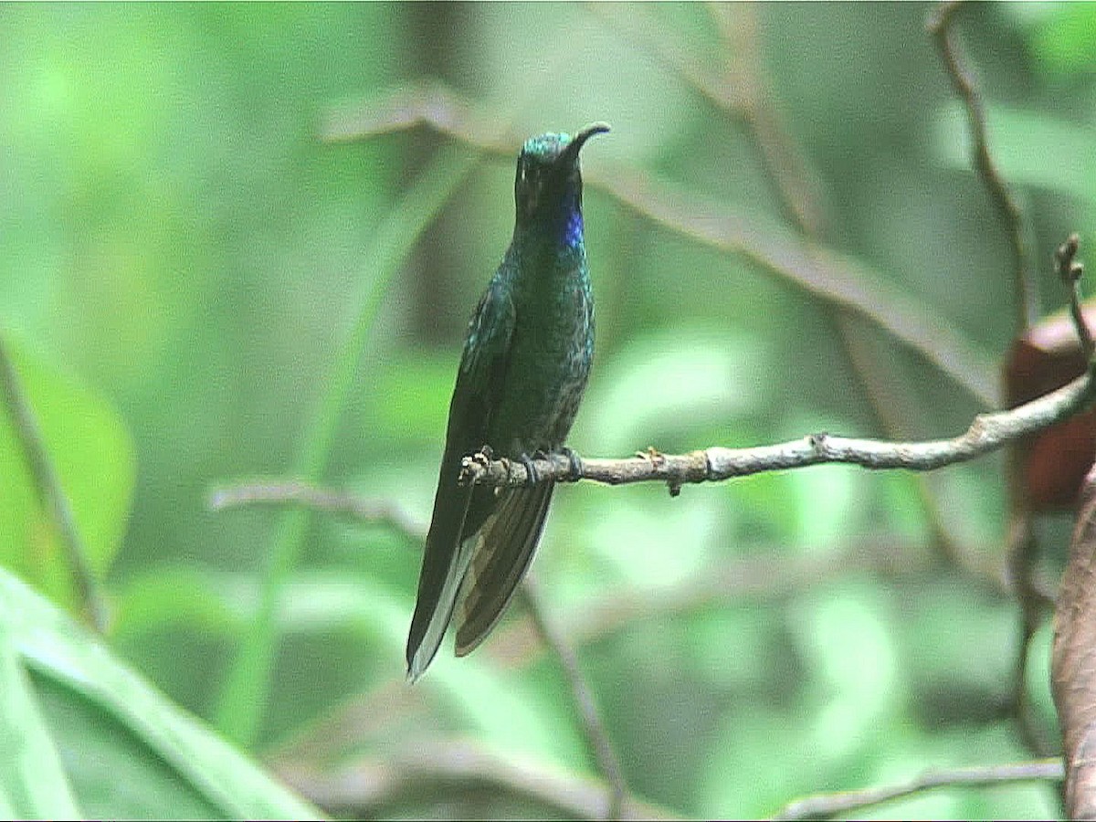 White-tailed Sabrewing - ML204470701