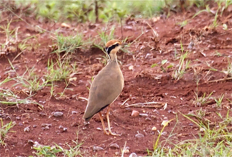 Temminck's Courser - ML204471481