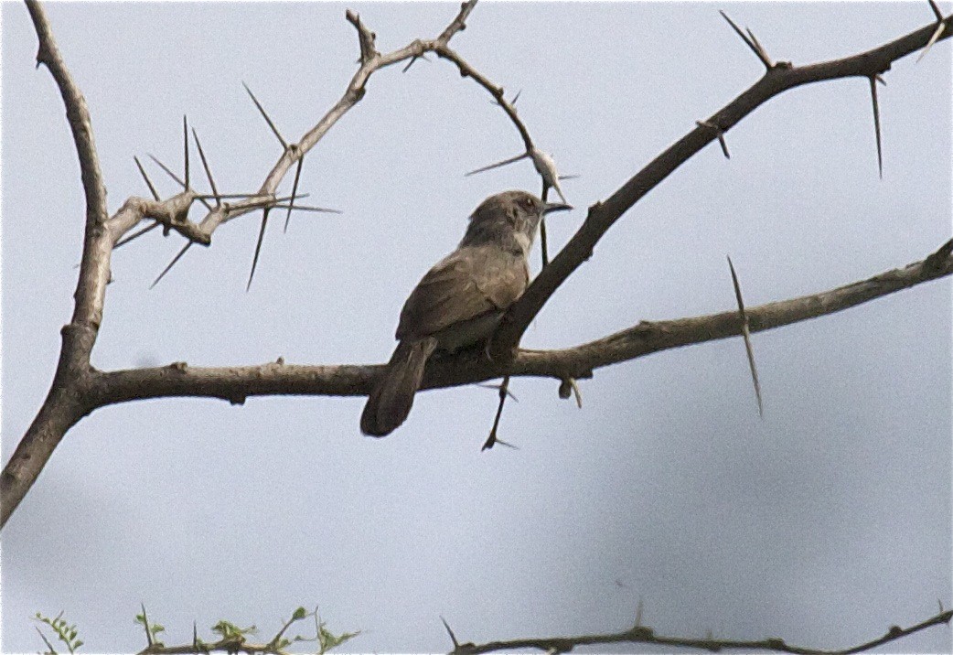 Gray Wren-Warbler - ML204471571